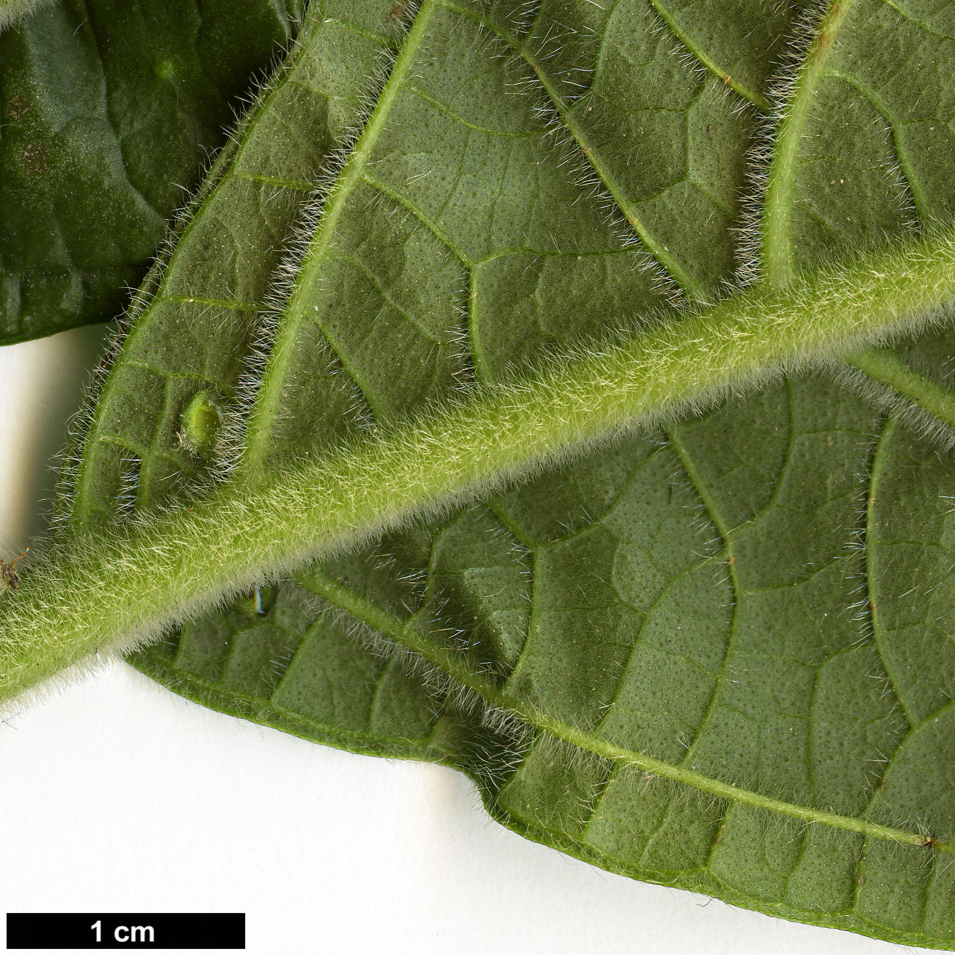 High resolution image: Family: Adoxaceae - Genus: Viburnum - Taxon: sambucinum - SpeciesSub: var. tomentosum